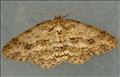 1947 (70.27) Engrailed